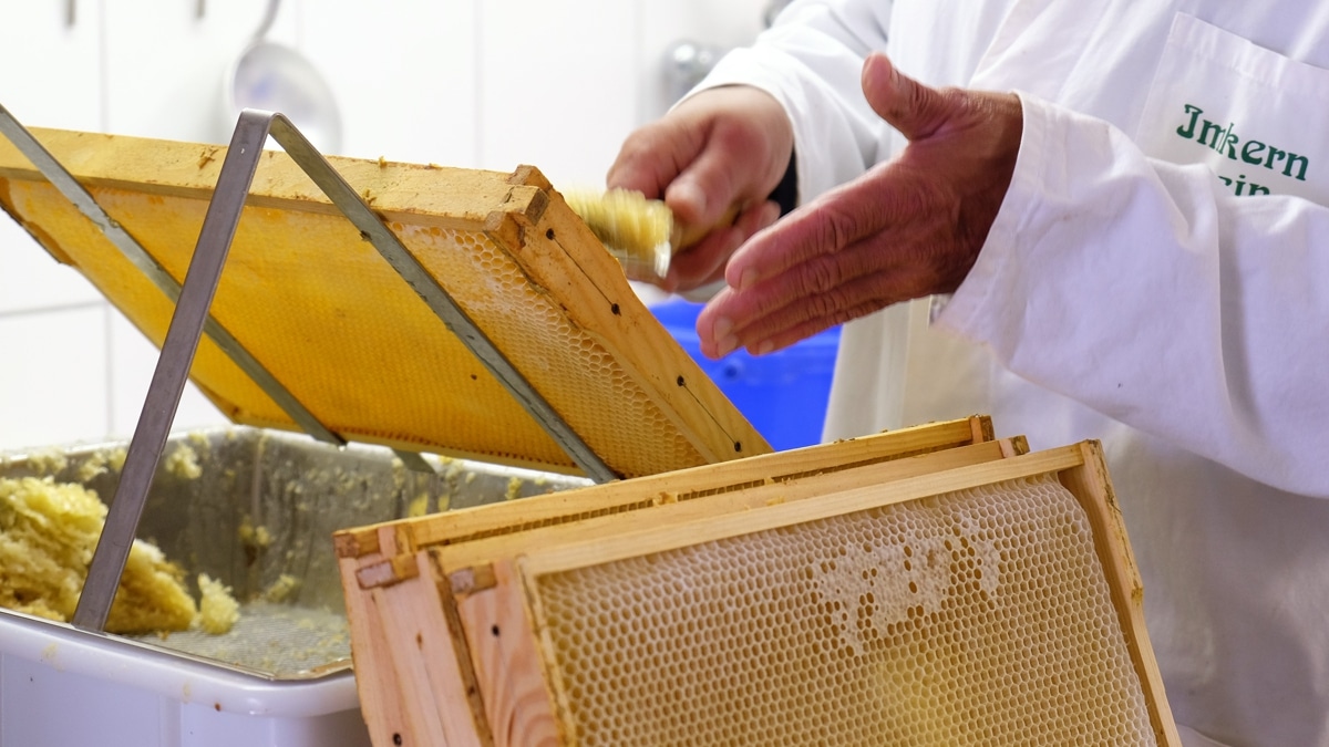 Imker Schlicht entdeckelt Bienenwaben per Hand.