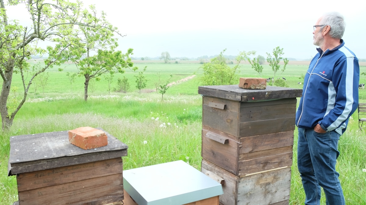 Imker Holger Schlicht steht vor einer Reihe von Bienenkästen und blickt über die Rügener Landschaft.