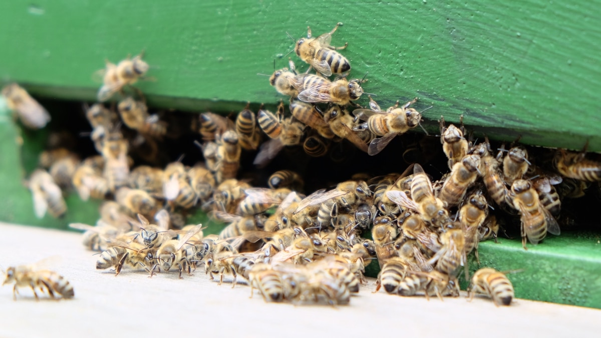 Bienen fliegen aus einem grün gestrichenen Bienenstock ein und aus