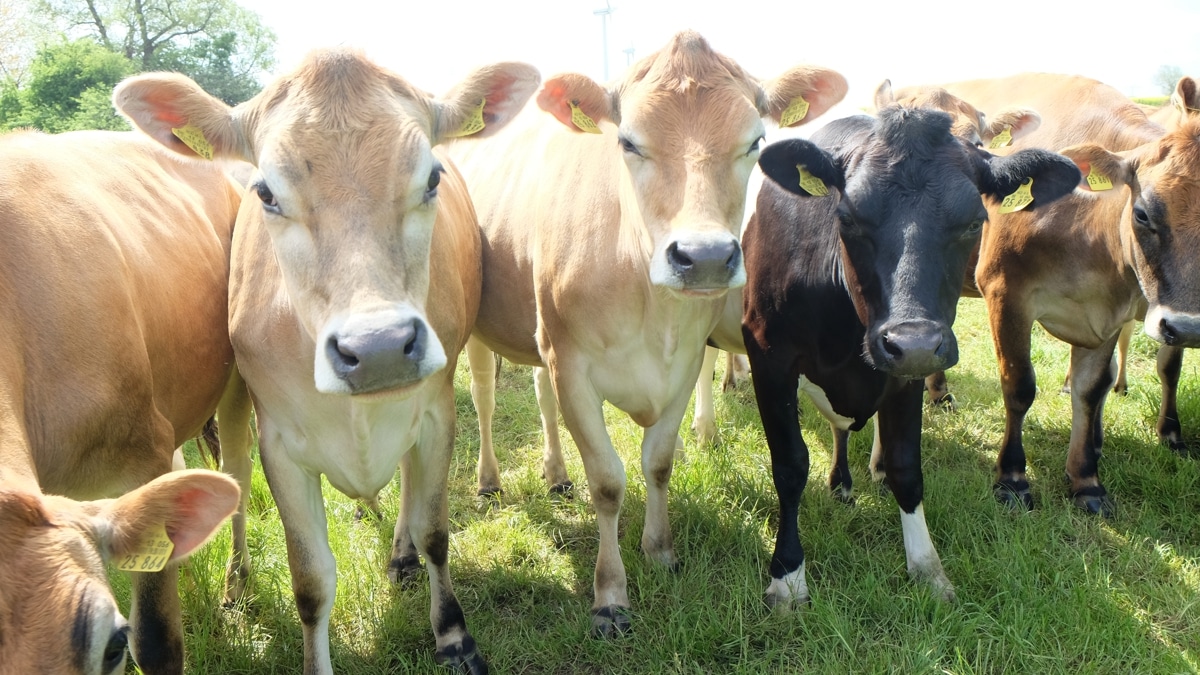 Jerseykühe auf der Weide auf der Insel Rügen